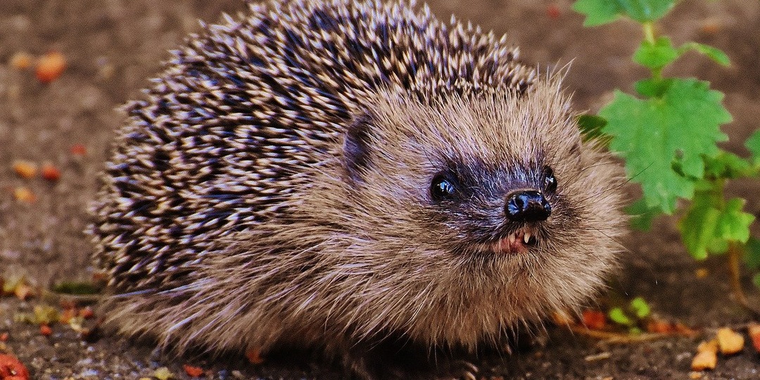 Знакомство с лесным жителем - Ёжиком