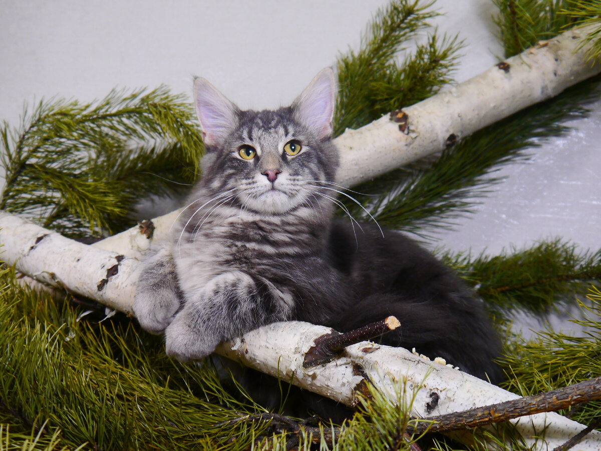 На фото норвежский лесной котёнок Шаман! SHAMAN Bukowa Dolina*PL! Огромный! Вы только посмотрите, какие у него лапы! Люблю его бесконечно!