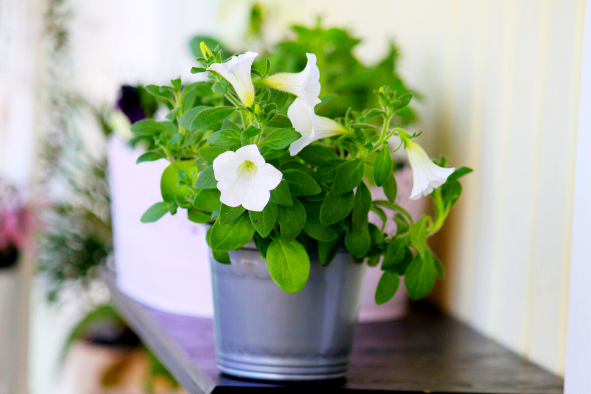 Крошка Cуфриния Table White уже пытается цвести. Фото и коллекция Masteritayaplants