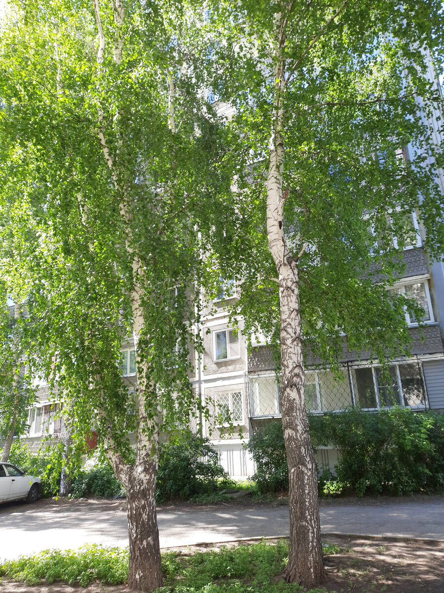 Белоствольная 