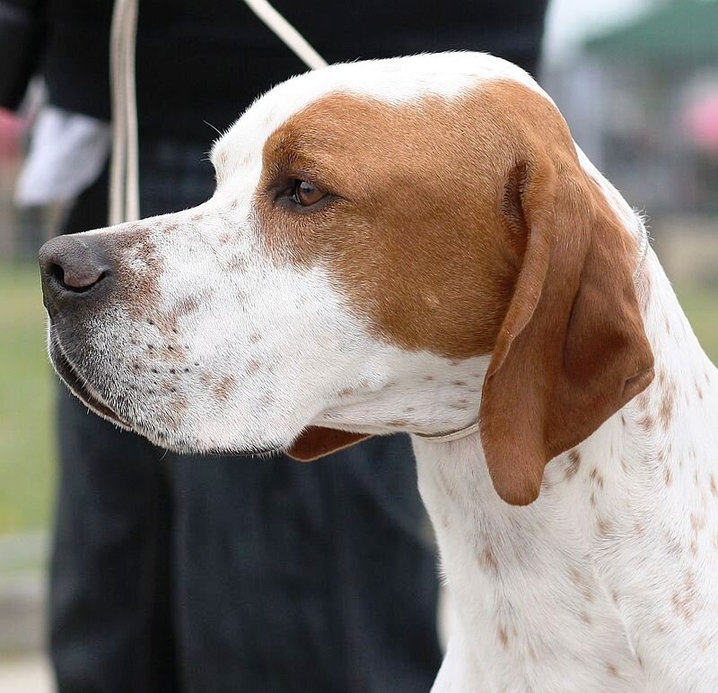 Умственные способности