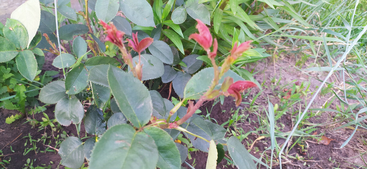 Роза нарастила пару побегов после чеканки веточки 