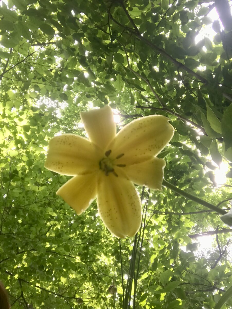 Фото автора. Лилии на горе. 