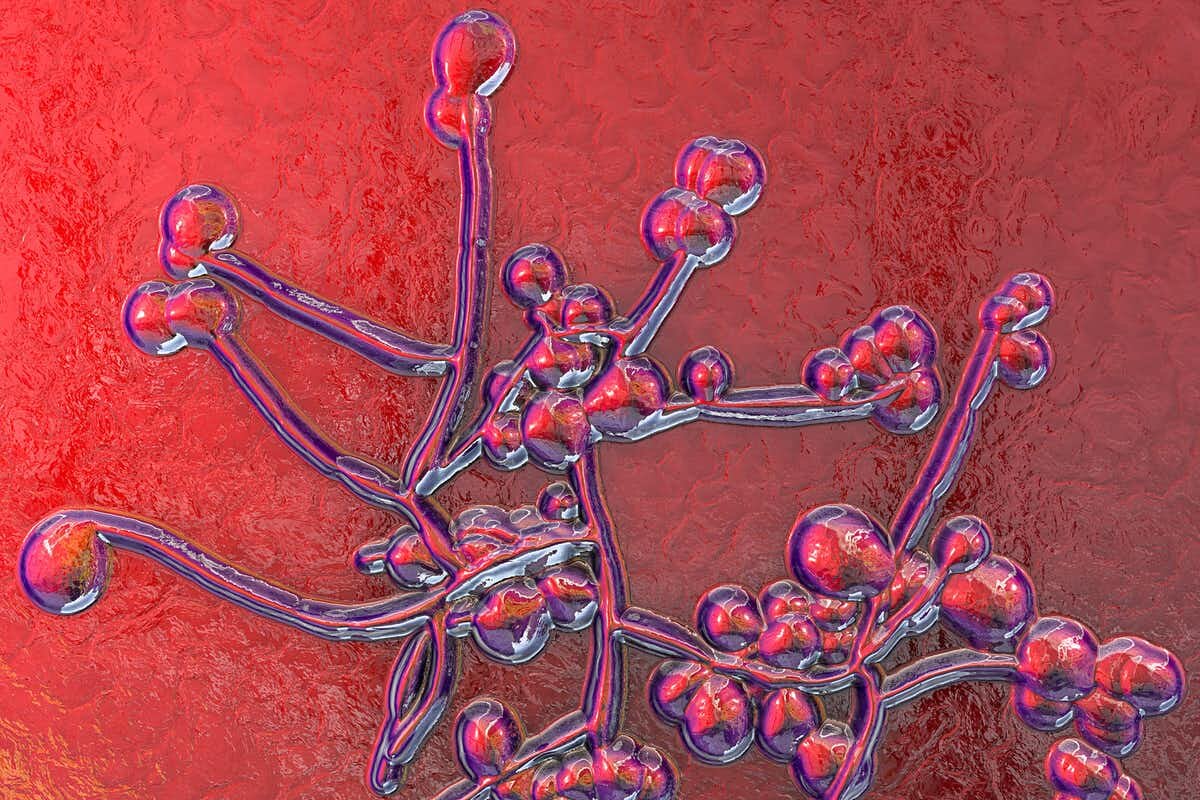 Грибок Candida может вызывать опасные для жизни инфекции кровотока. Science Photo Library / Alamy Stock Photo