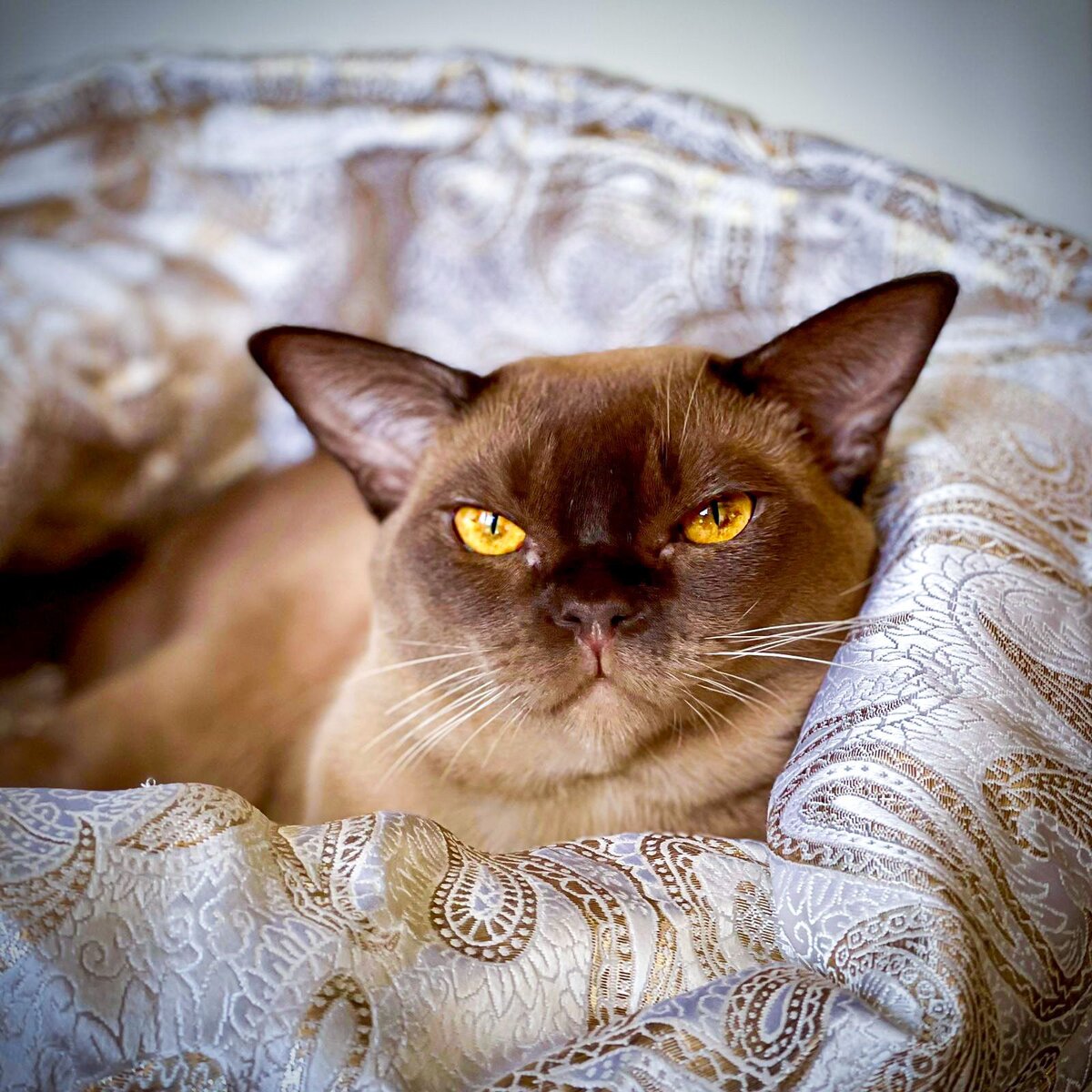 Ferdinand Jasper*RU, JW - кот породы европейская бурма из питомника Jasper Burmese, окрас шоколад