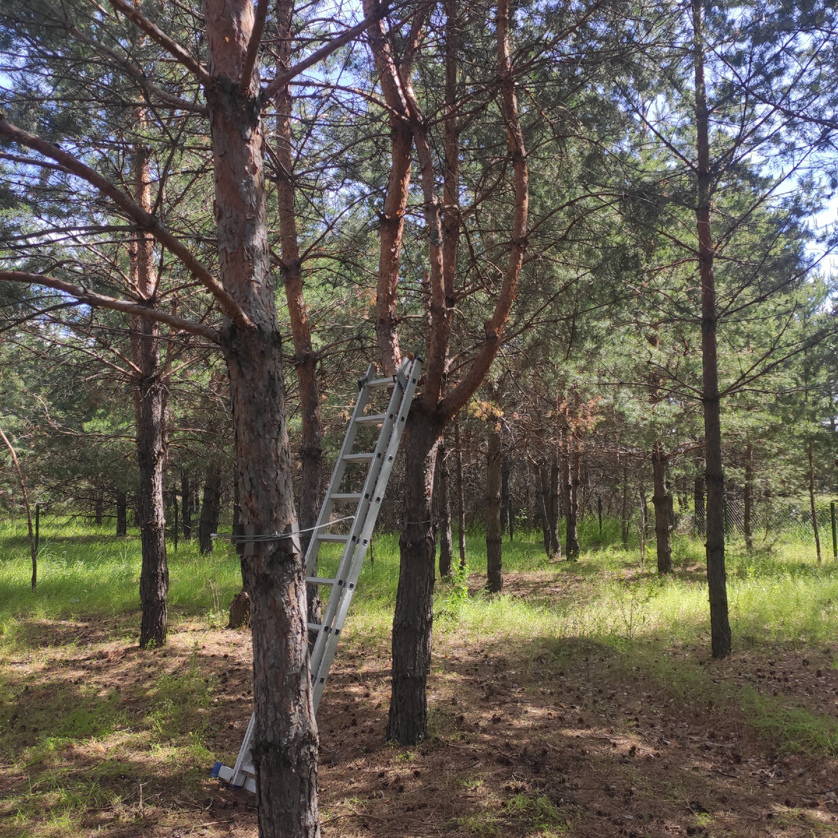 Сегодня в нашем лесу небольшая уборка.