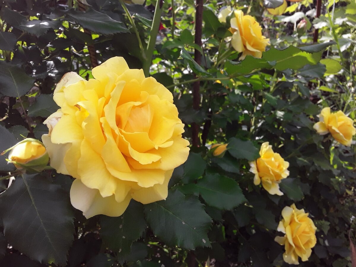 Плетистая роза, сорт Rimosa Climbing