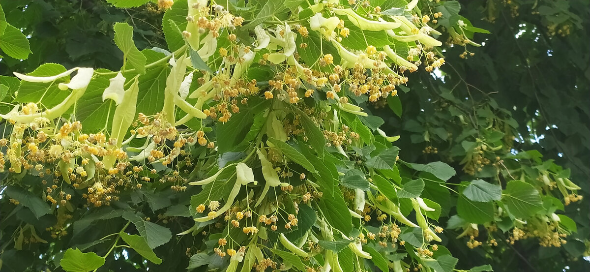 Липа цветёт.