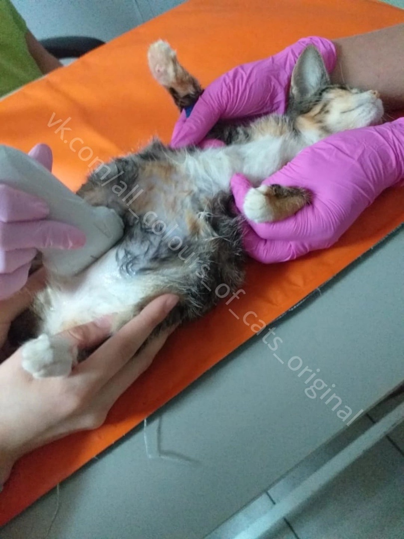 © ВСЕ ОТТЕНКИ КОШАЧЬЕГО. Веснушка на УЗИ.