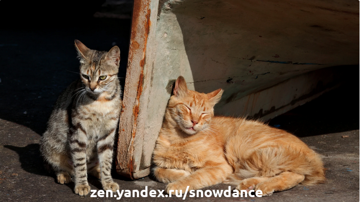 2 кошки, которые благополучно вернулись домой