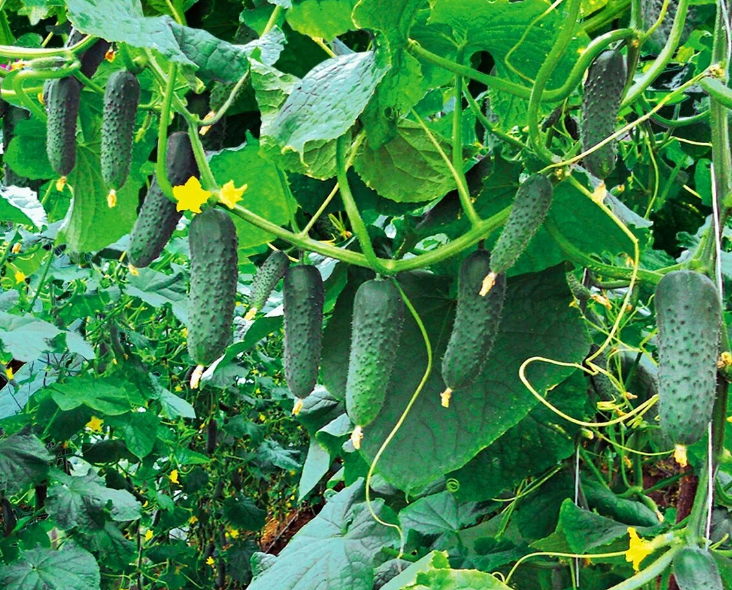 Добавьте описание