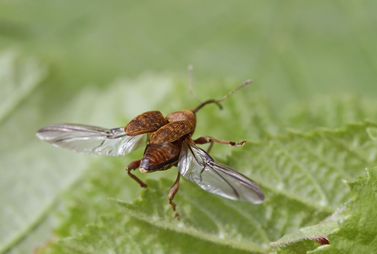 Ореховый долгоносик (Curculio nucum). Мини слоники, которые по обжорству  обойдут и слонов. | Paleo-end-arthropods (Доисторическая фауна и  членистоногие) | Дзен