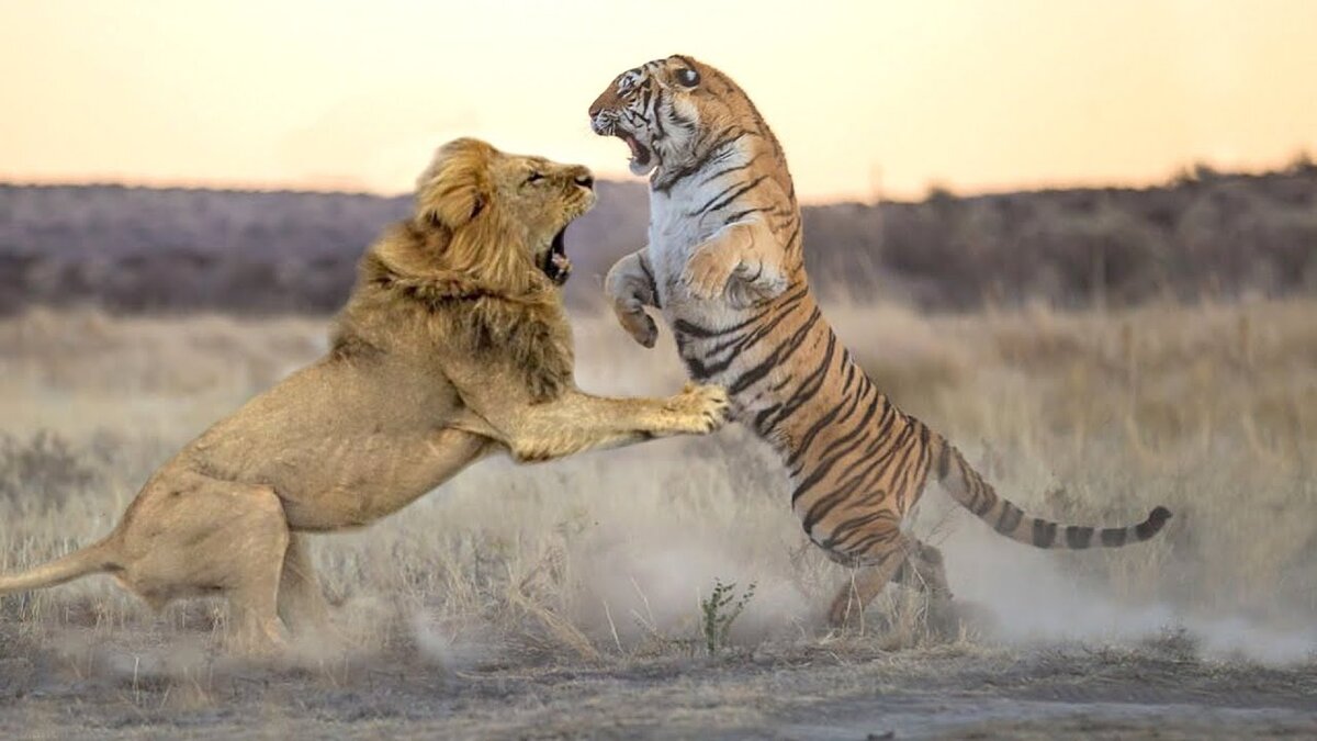 Лев против тигра реальные битвы. Битва животных