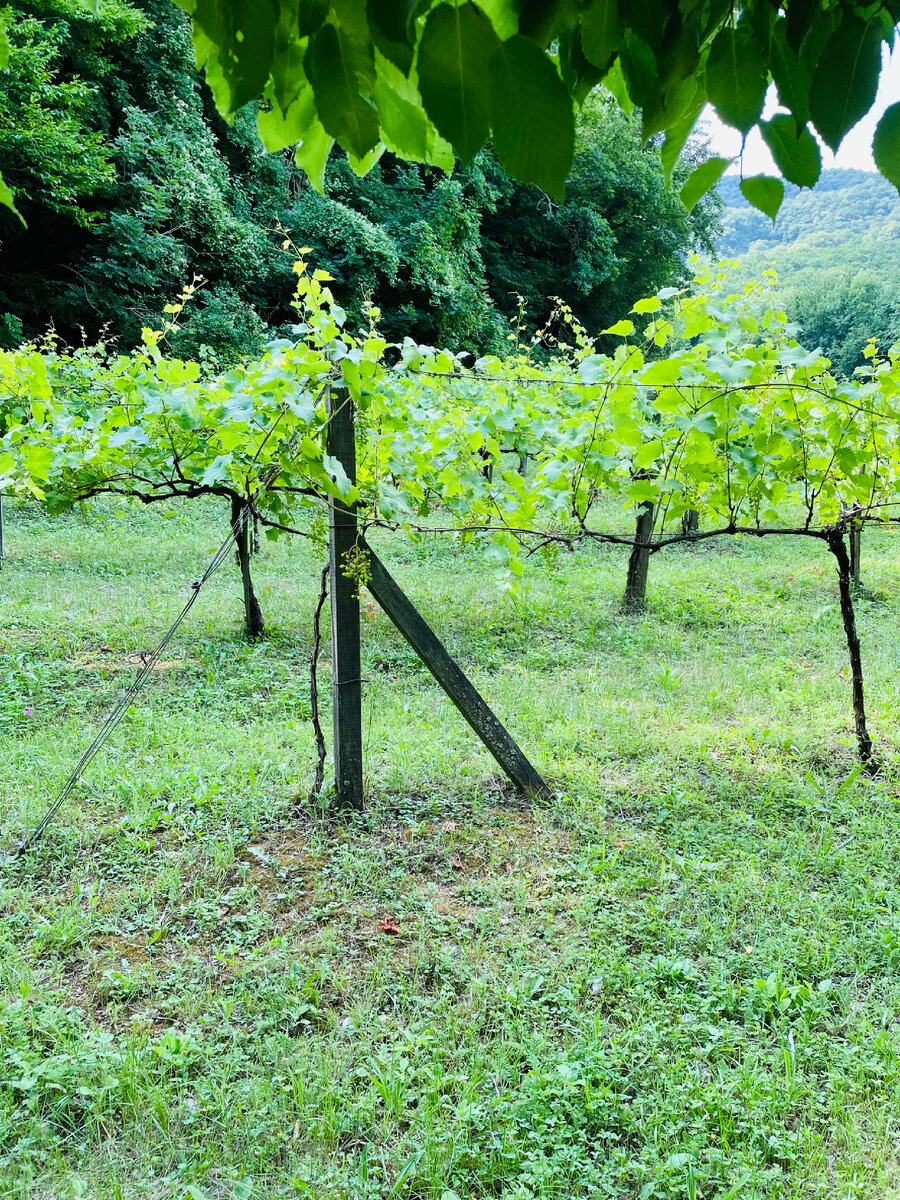 Виноградники в Дивномёдье 🍇 
