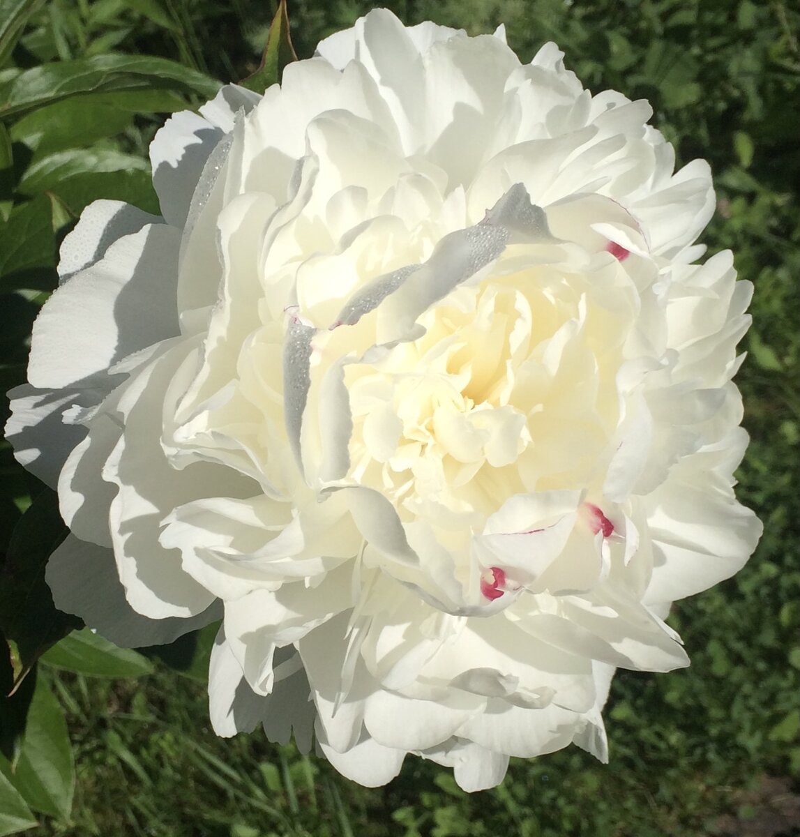 Пион «Фестива Максима» (Paeonia Festiva Maxima).