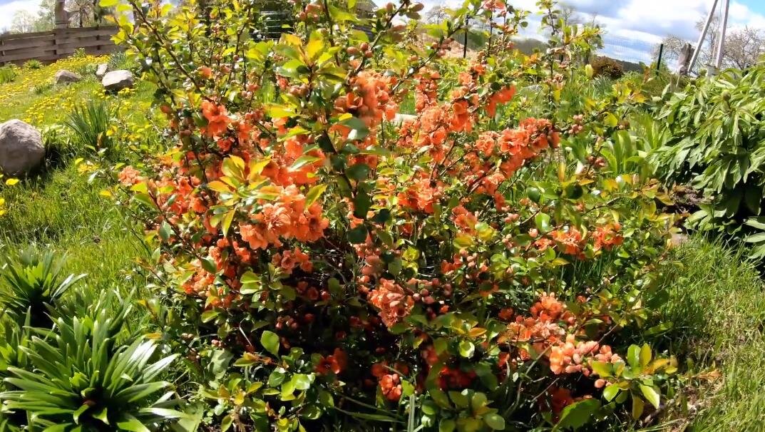 Айва Японская.