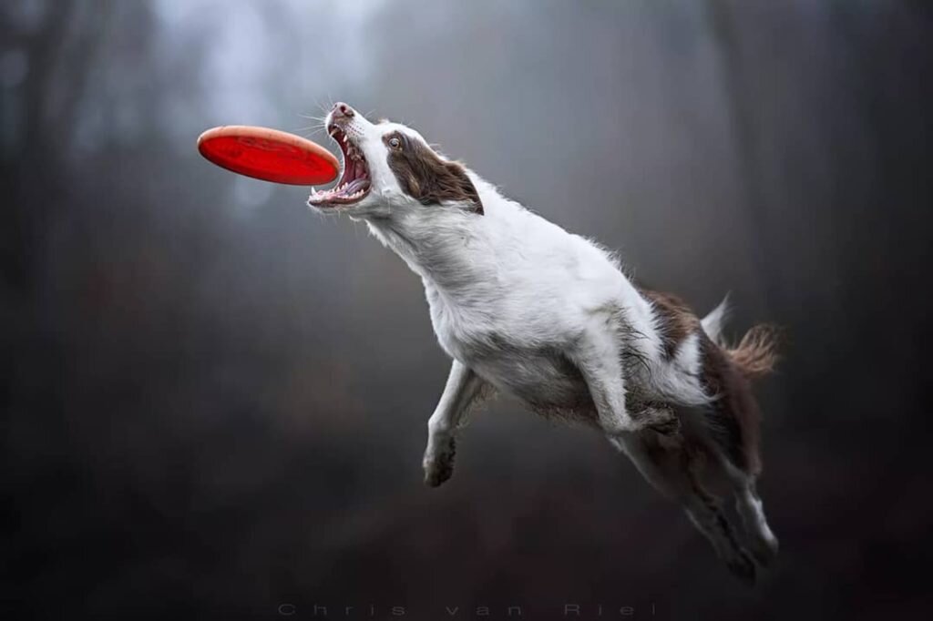    Фото: Chris Van Riel