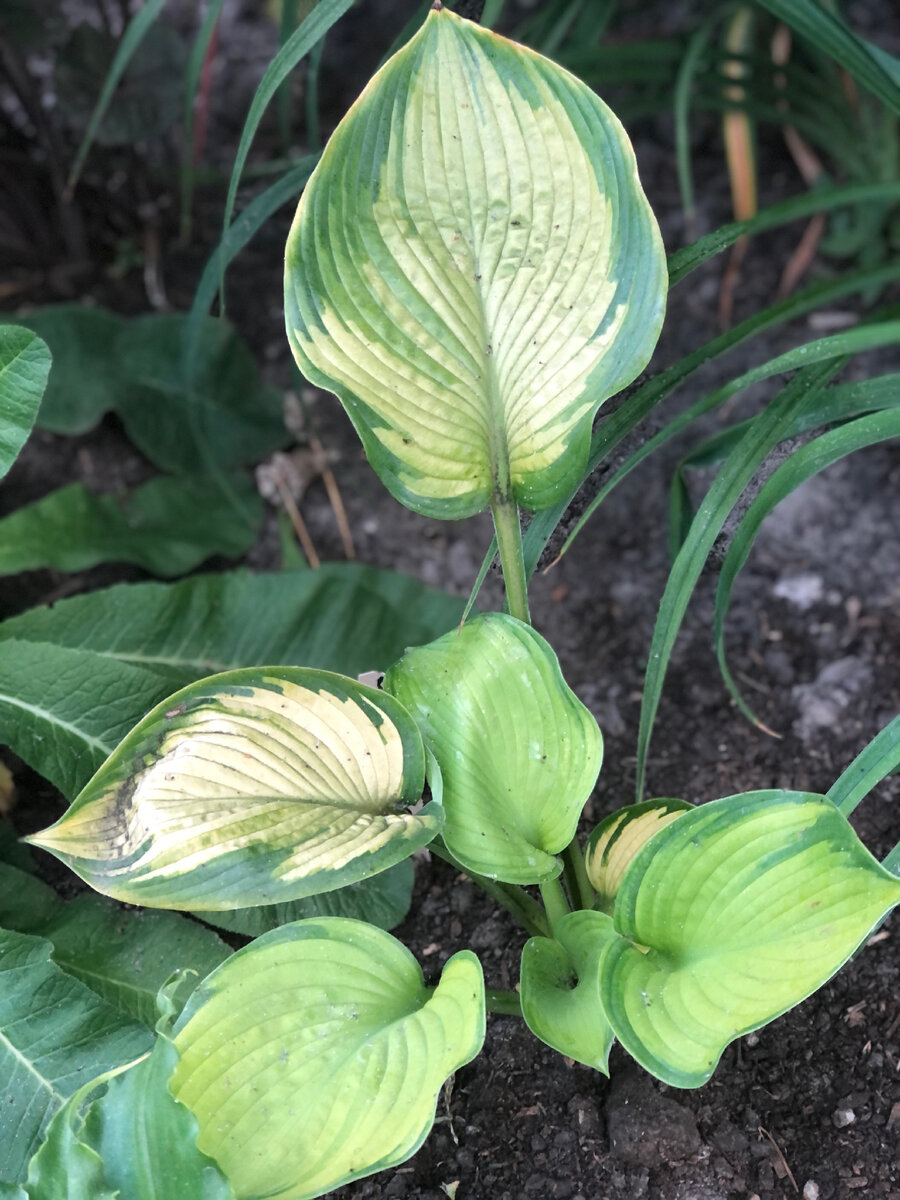 California Gold Rush