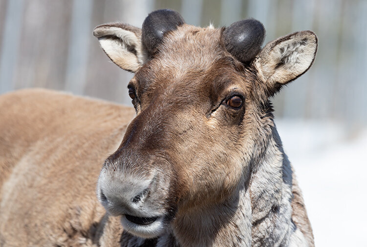 Лесной северный олень с начинающими отрастать рогами. Заповедник "Керженский"