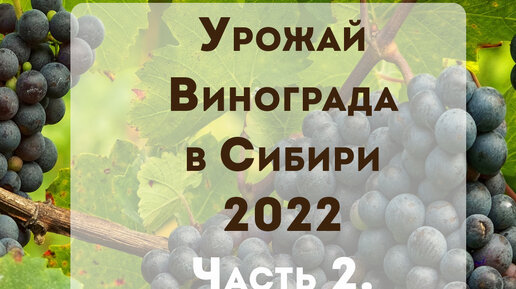 Урожай винограда 2022 Часть 2.