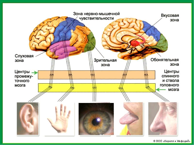 Теменно-затылочные отделы мозга. Интегративная зона коры головного мозга. Проекционные зоны коры головного мозга. Кора больших полушарий головного мозга доли коры зоны. Функции теменной доли головного мозга.