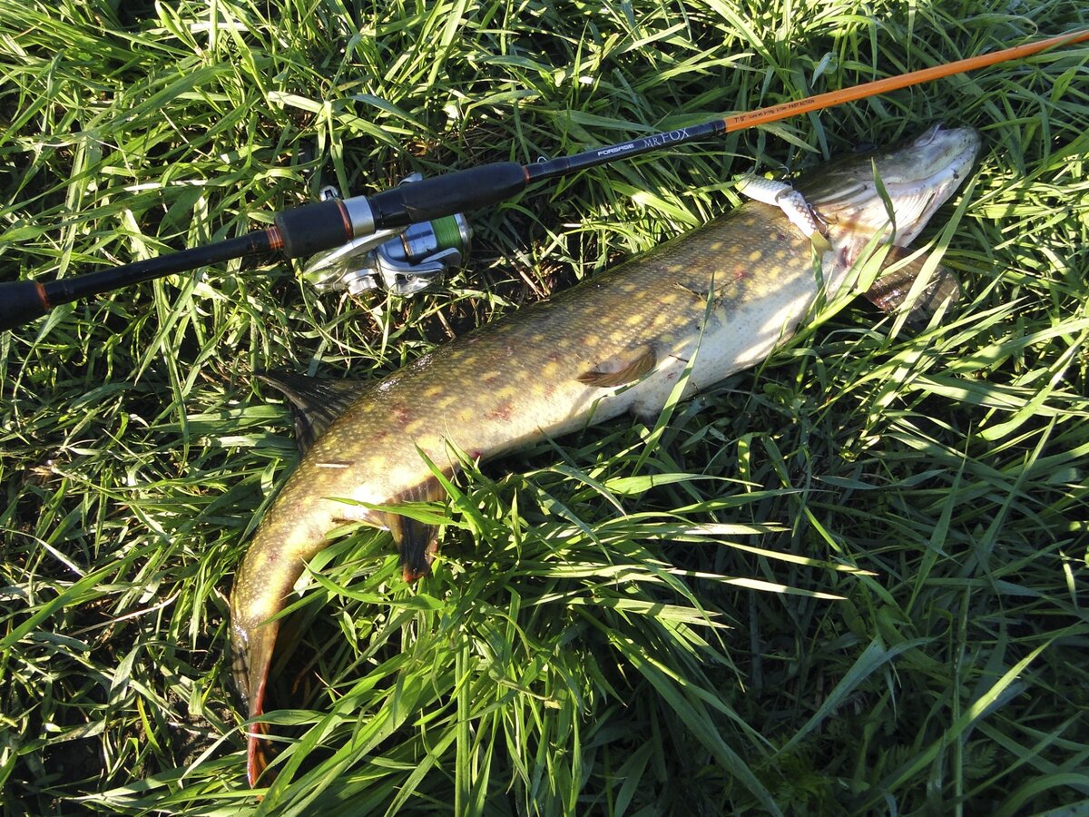 Поклевка на очень длинной паузе, на Магалон...