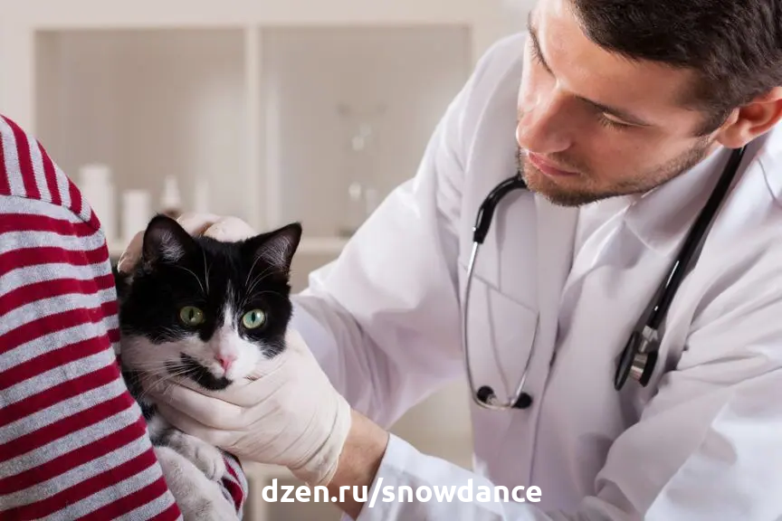 Не только анализы. Как ветеринар оценивает состояние здоровья вашей кошки |  КотоВедение | Дзен