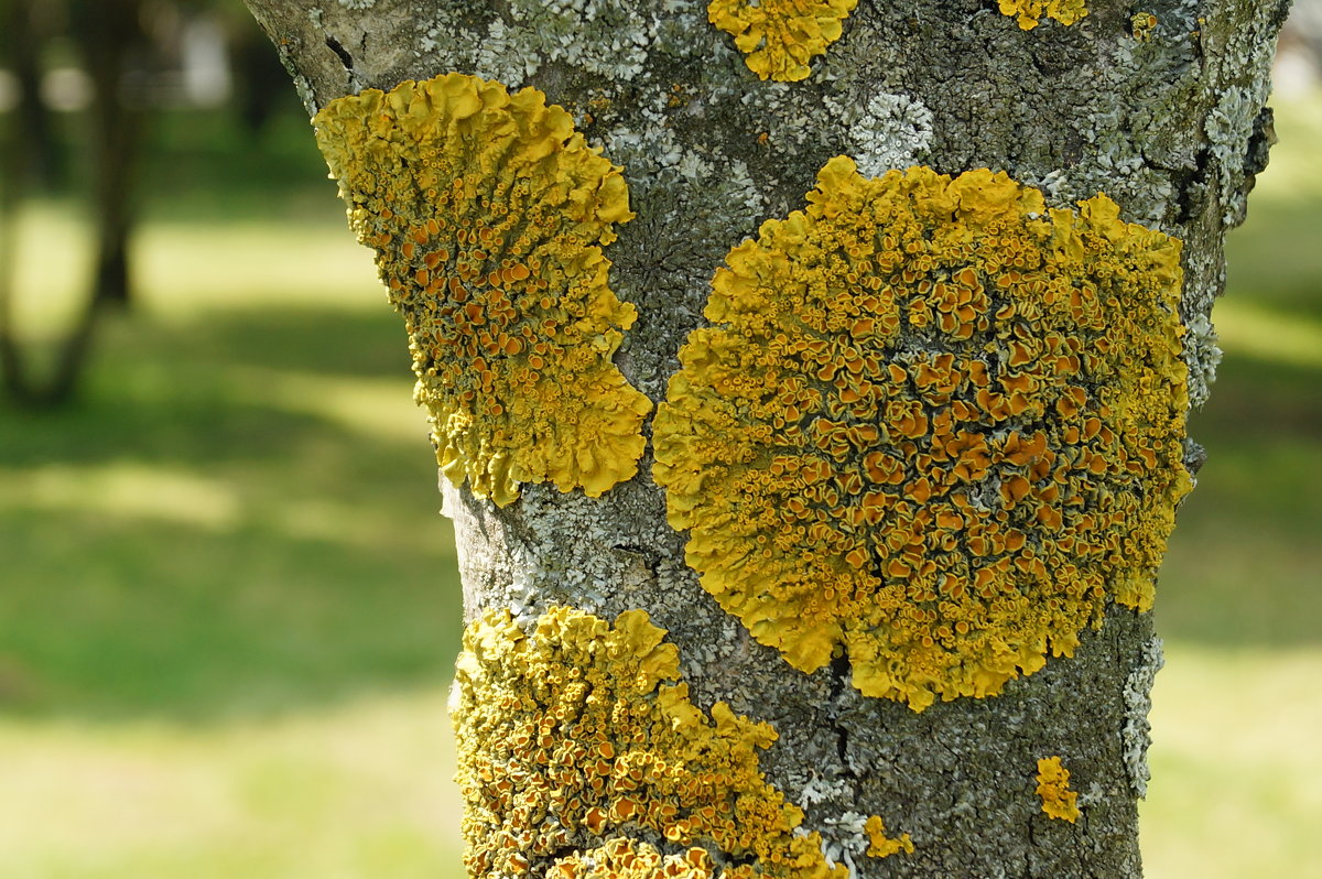 Источник фото - https://goo.su/3GNm0k