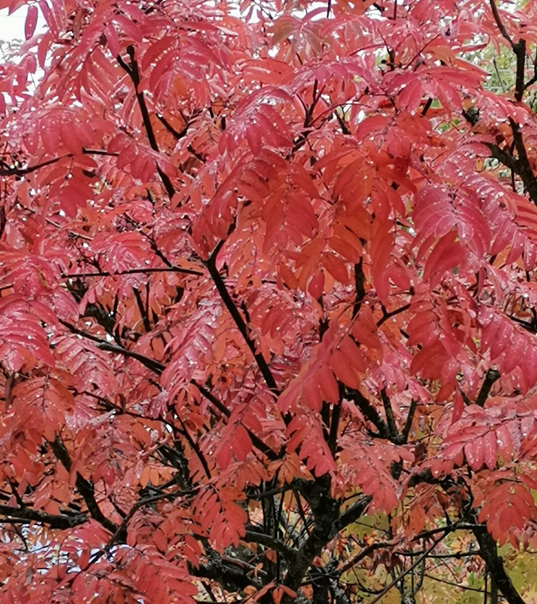 Почему листья красные? Ответ прост. Потому что они не красные! Как так? Они этот цвет отражают, а не поглощают. Поэтому они для нас красные, а растение этот цвет отвергает!