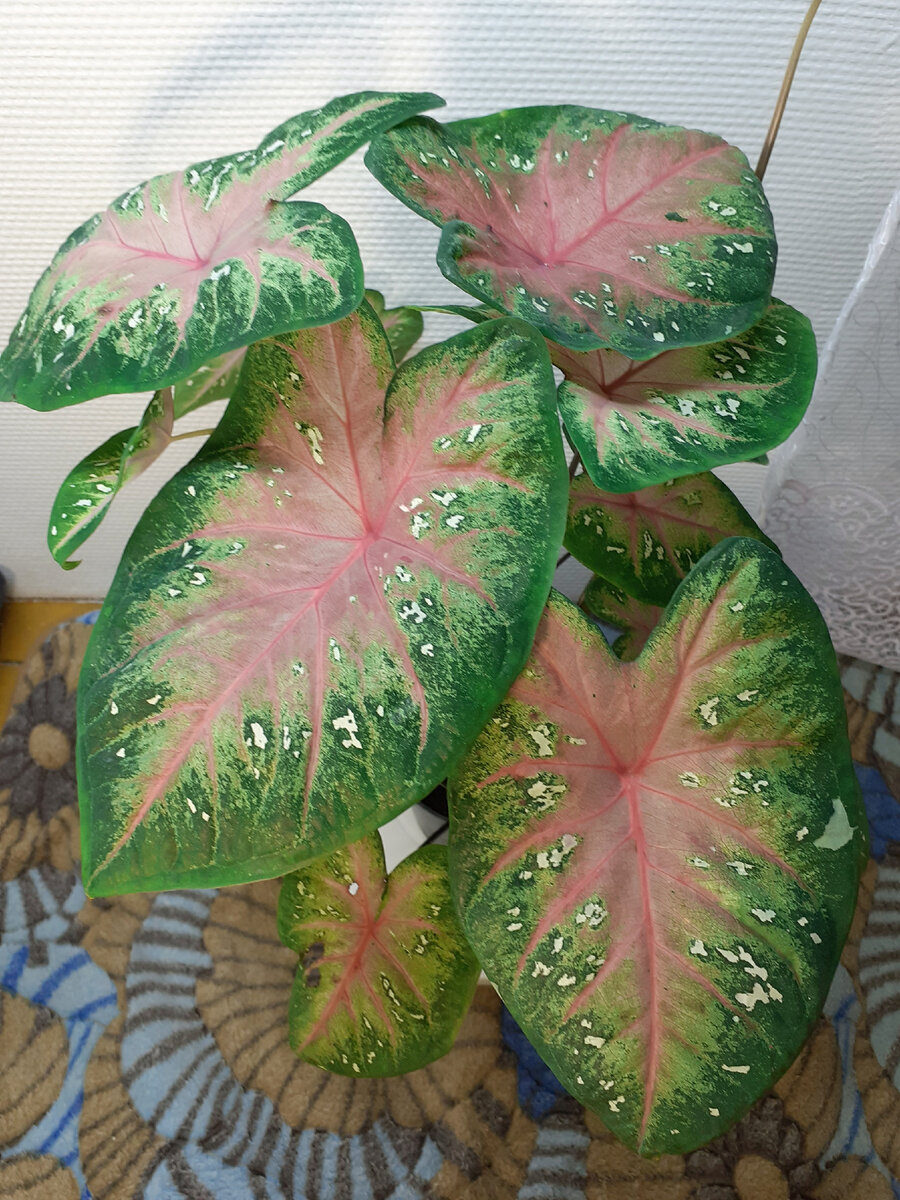 Каладиум пока не собирается спать, на первом месте!