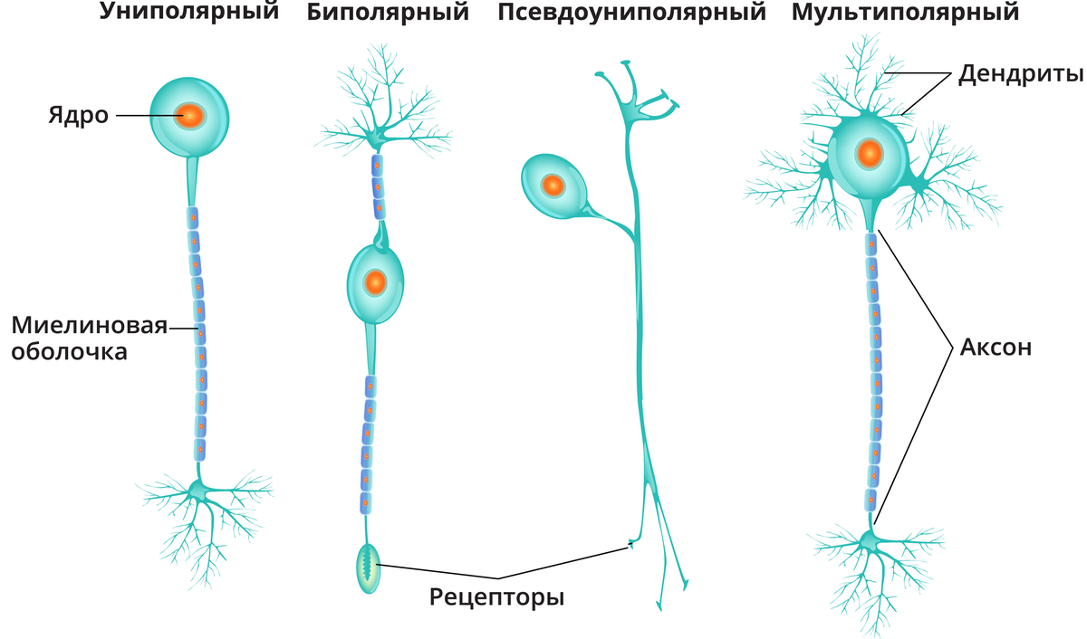 Схема классификация нейронов