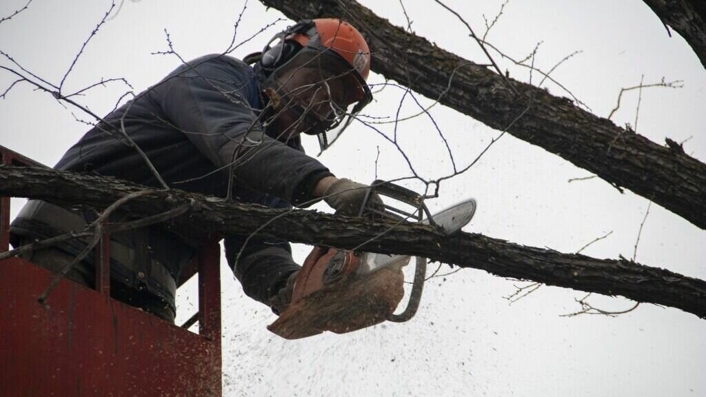     Под снос идут старые ветхие тополя, угрожающие прохожим и автомобилям.