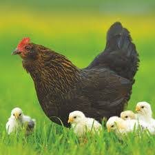 Курица и её цыплята