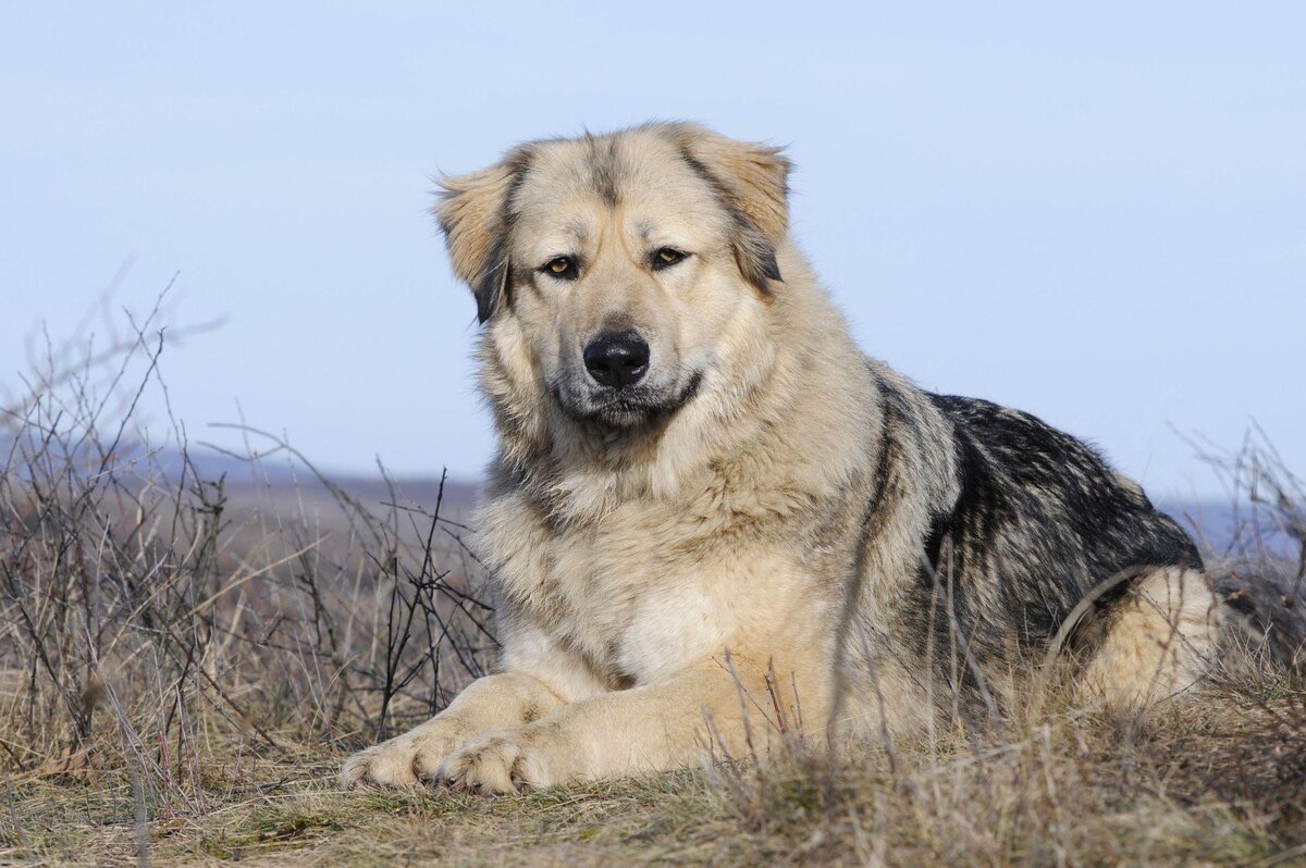 Каких собак нельзя держать в квартире | Petshop Journal | Дзен