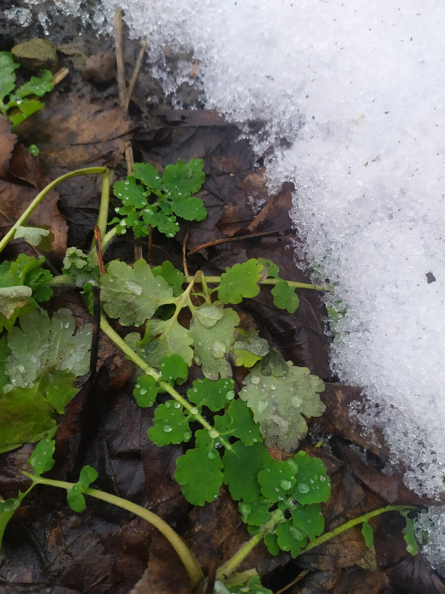 Чистотел 18 января