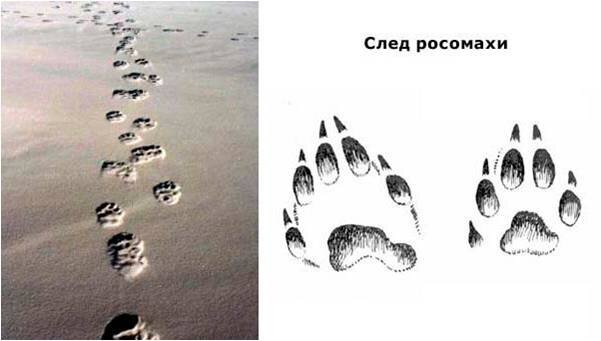 След похожий на человеческий. След медведя и Росомахи на снегу. Следы Росомахи на песке. Отпечаток следа Росомахи. След Росомахи животного.