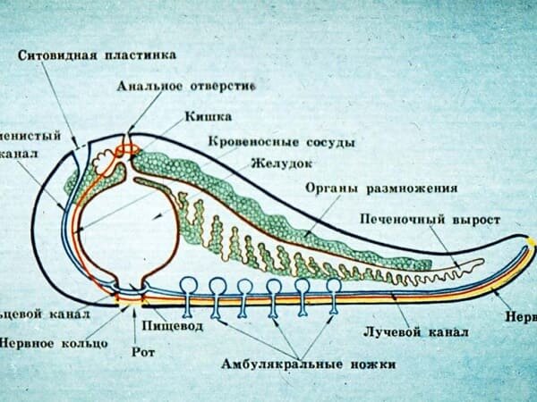 строение морских звезд