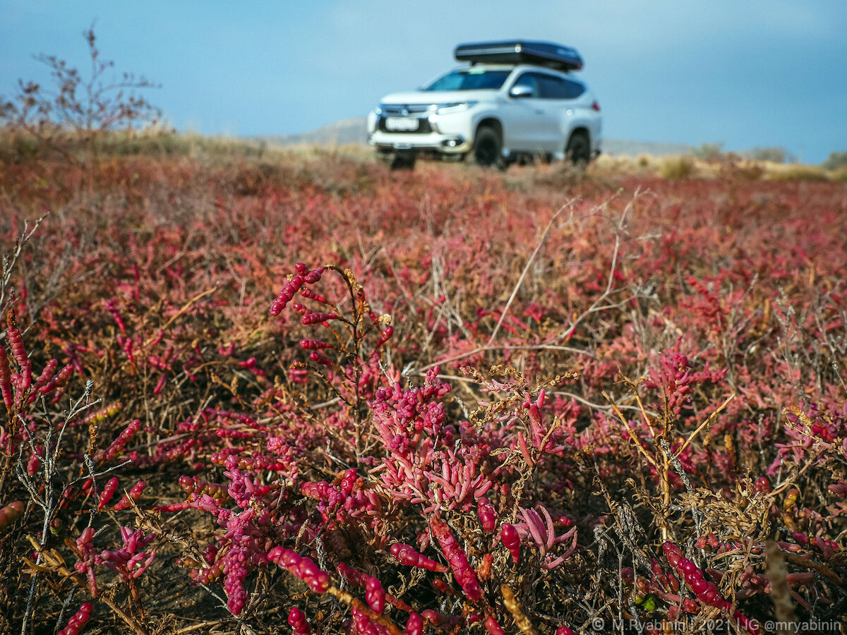 Красная трава растение. Почему растения красные. Клещевина райское дерево. Животные и растения красной книши. Почему растения красные.