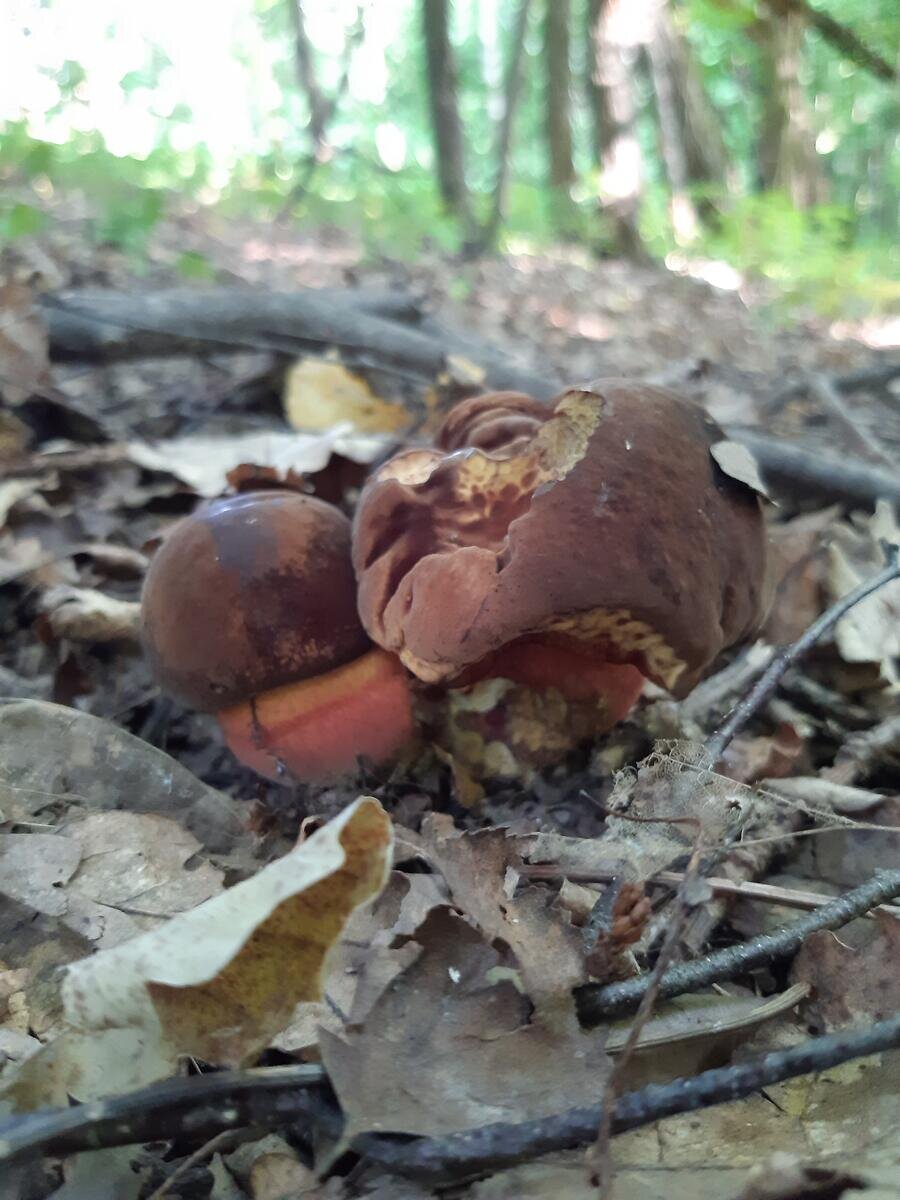 Фирменные тульские "глухарики" (фото пользователя Наблюдатель)