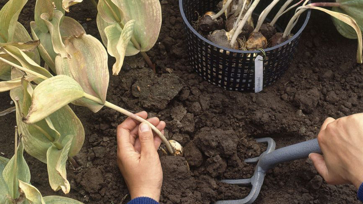 Как и когда выкапывать тюльпаны?