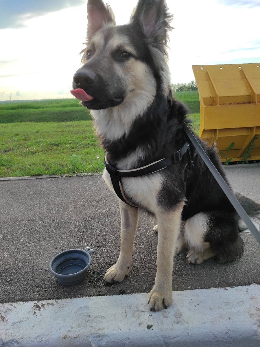 Вот из такой складной миски Овчарик пьёт воду в дороге