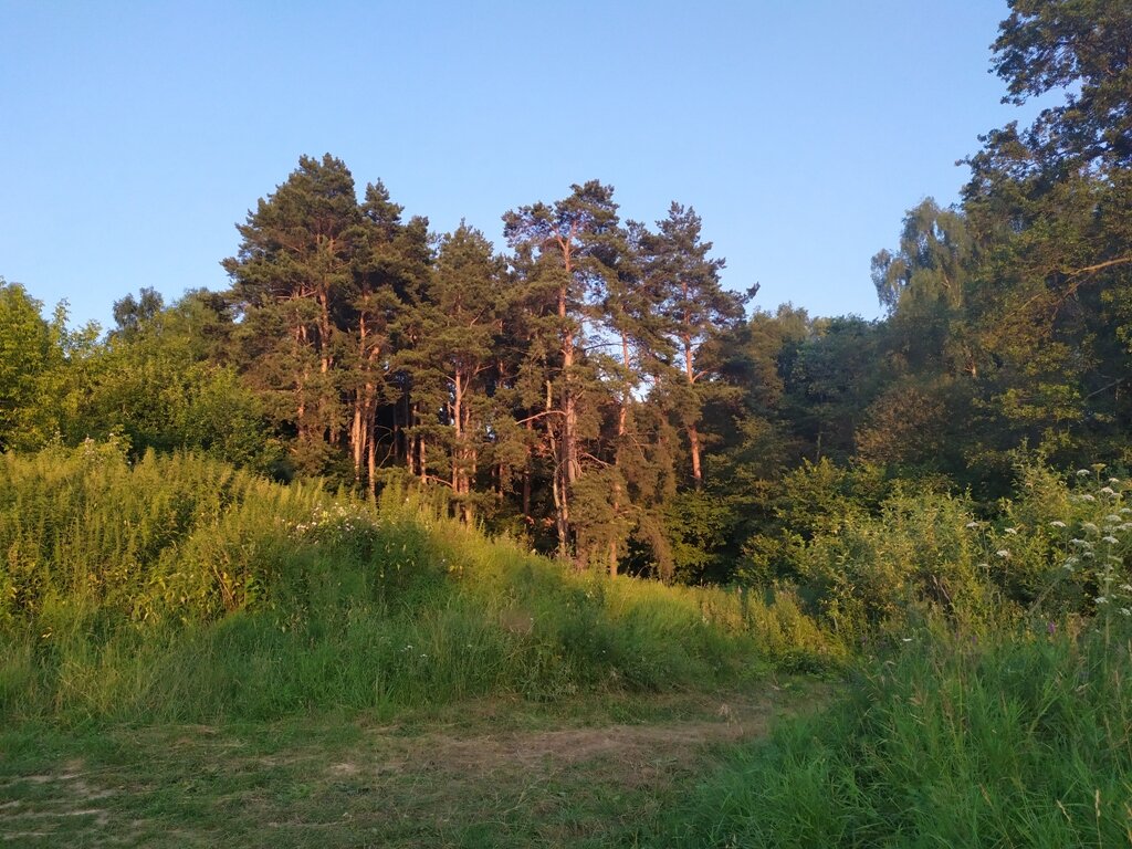 Лес на Боровском кургане. Вечер