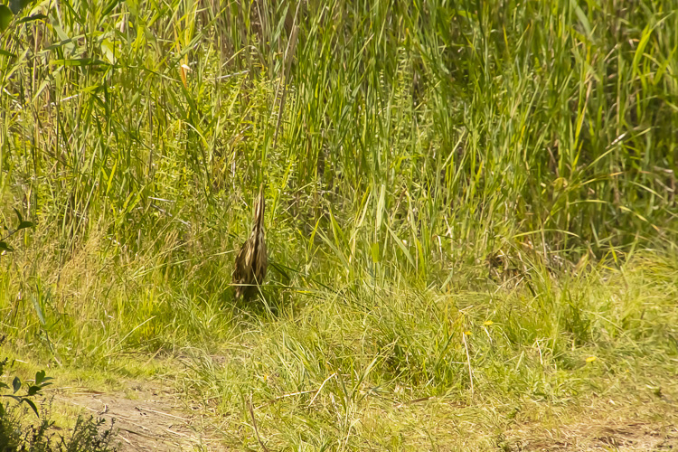 выпь на берегу
