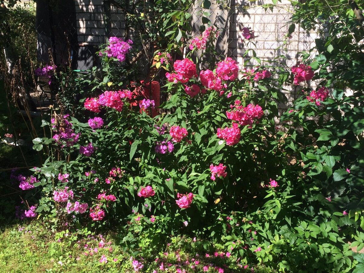 Флоксы на моем участке. Фото автора