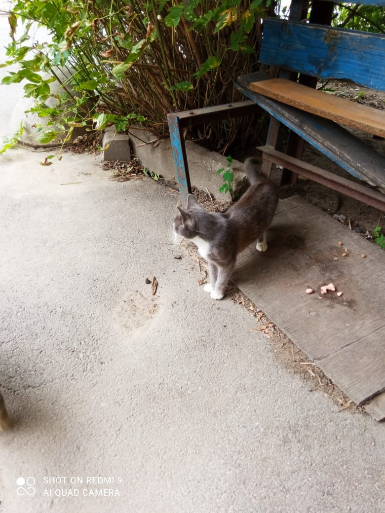 Это уличный котик