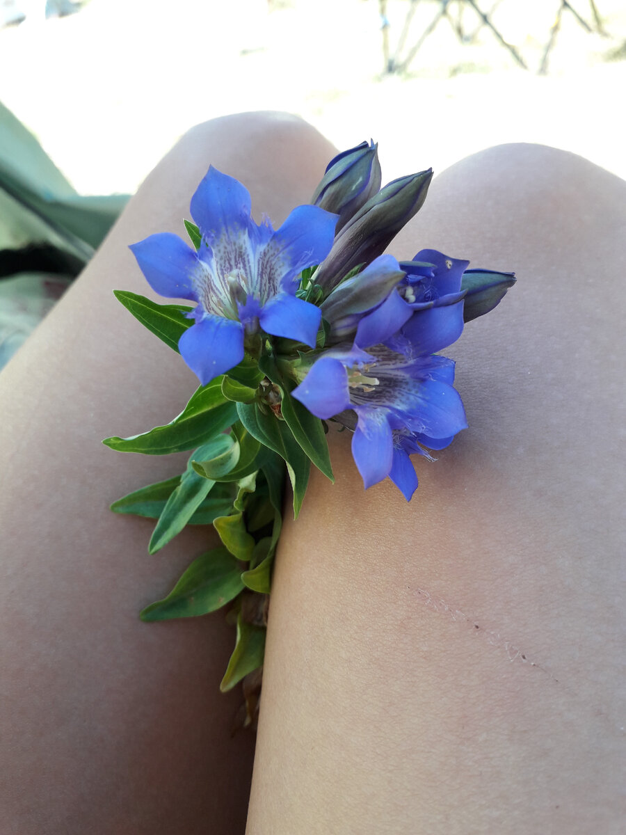 В горах много интересных цветов. И каждый сезон готовит что то необычное!