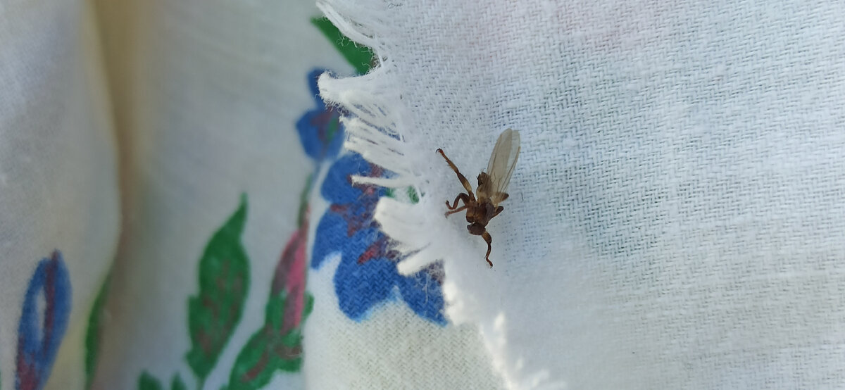 Лосиная муха. Фото автора. 