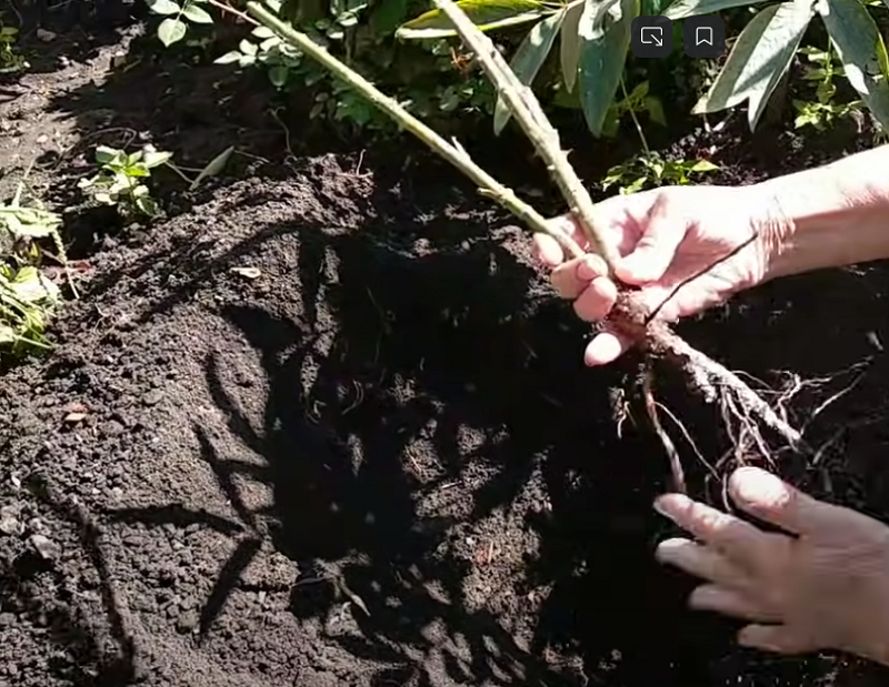 Выбирайте всегда хорошие саженцы