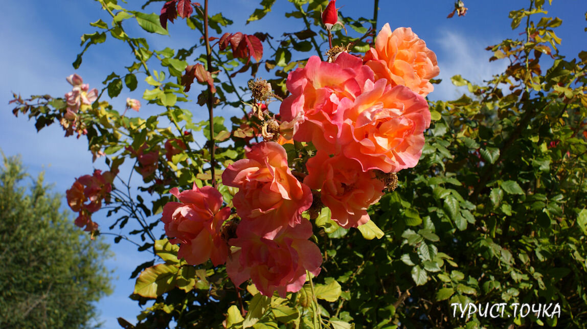 Парк Горького, Таганрог. Осенние розы