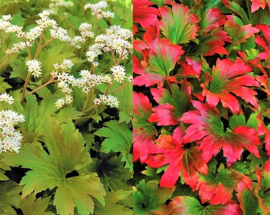 Фото с сайта: https://clck.ru/YHEFx.